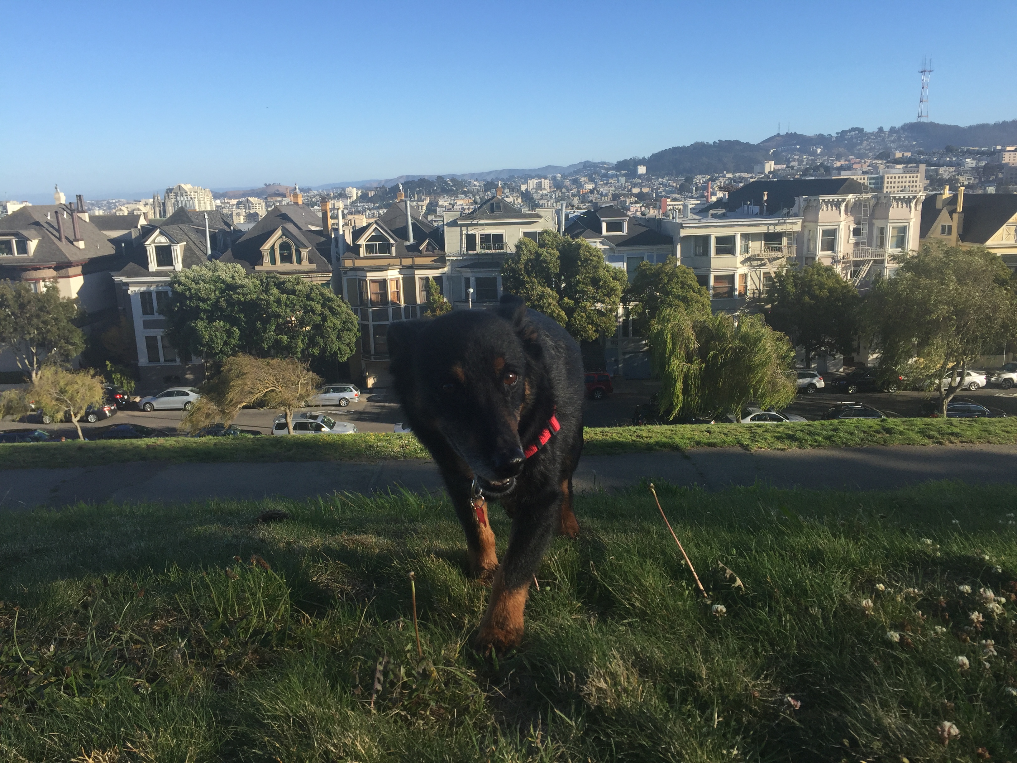 Dog named Brownie at Alta Plaza Park walking towards the camera with a big smile.