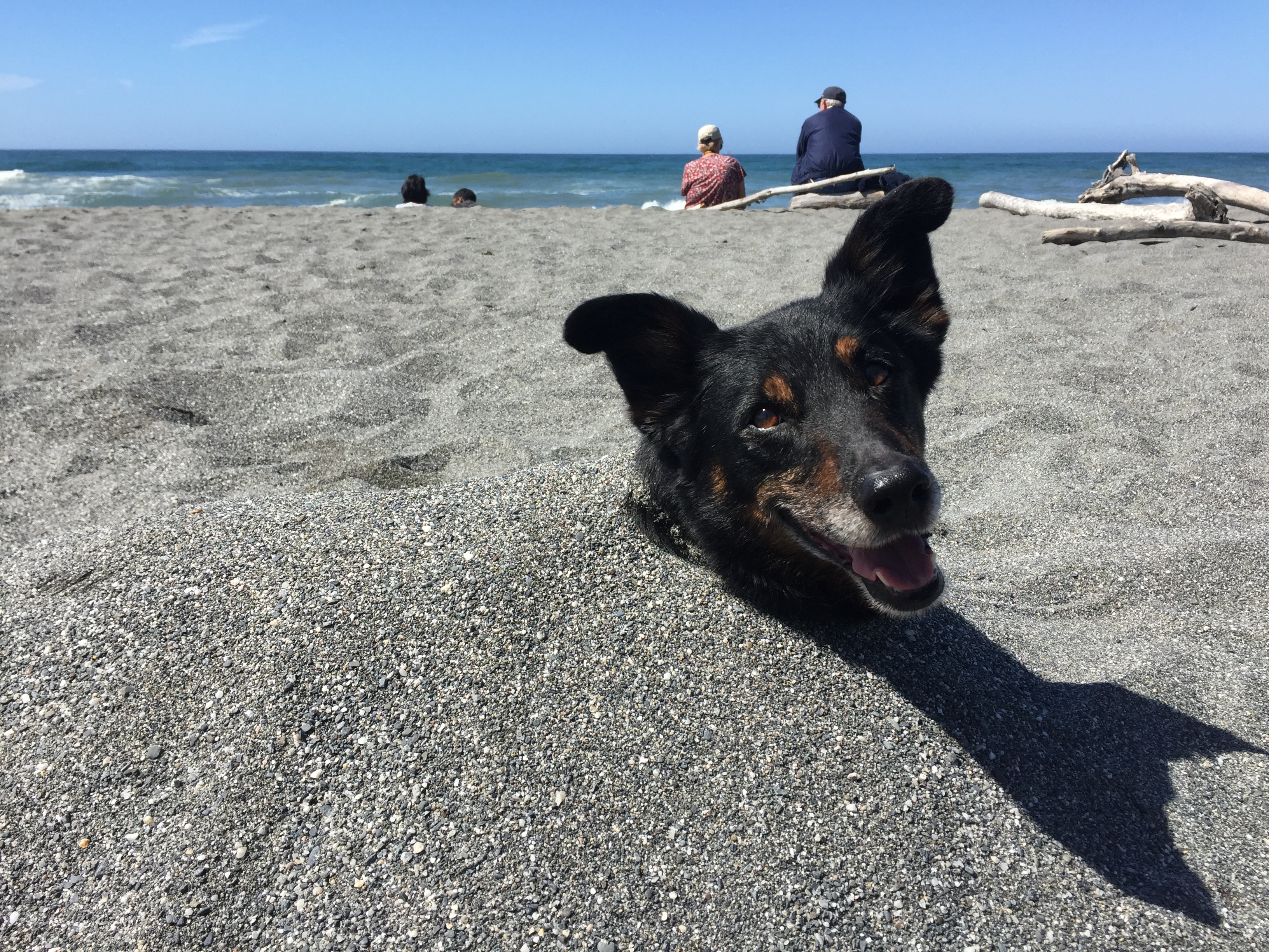 Dog named Brownie mostly buried in sand on a beach.