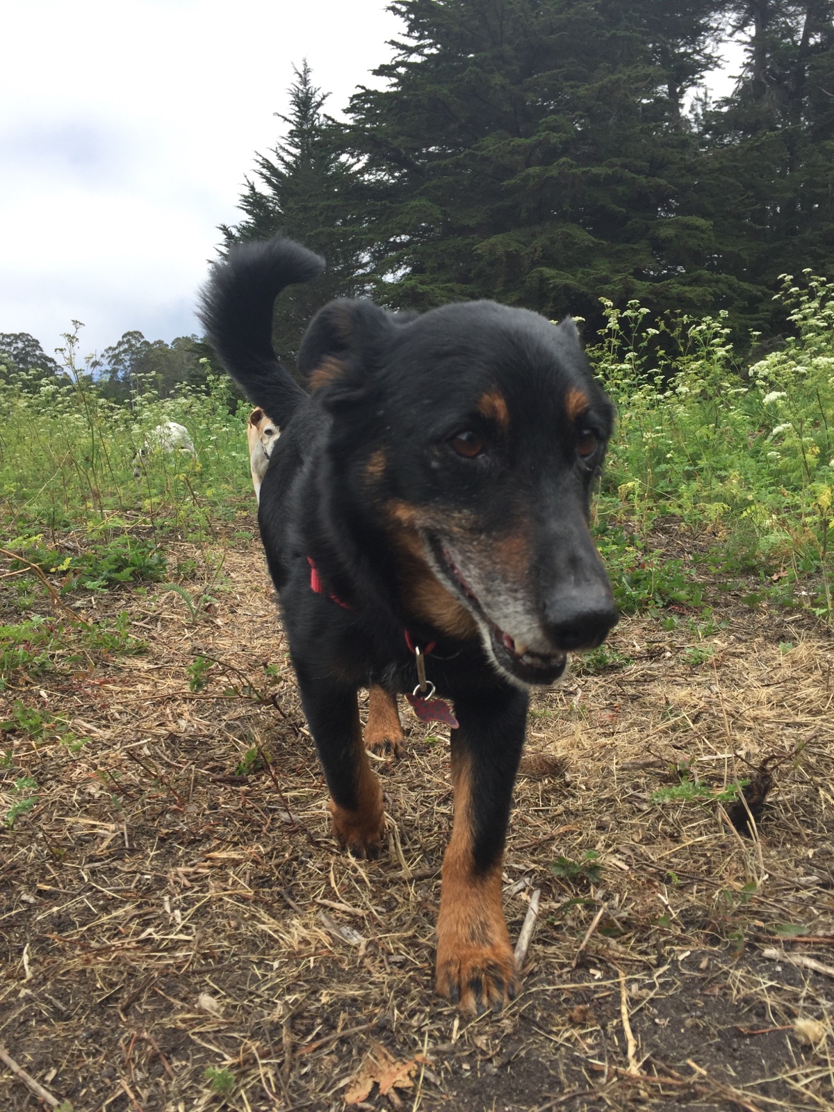 Dog named Brownie walking in a forest with a big grin.